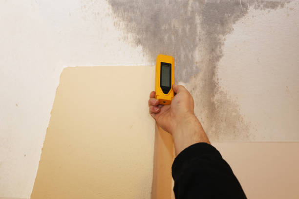 Best Emergency Mold Remediation  in Arlington, MN