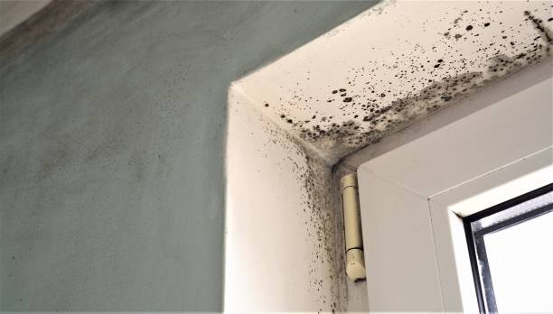 Mold Remediation for Rental Properties in Arlington, MN