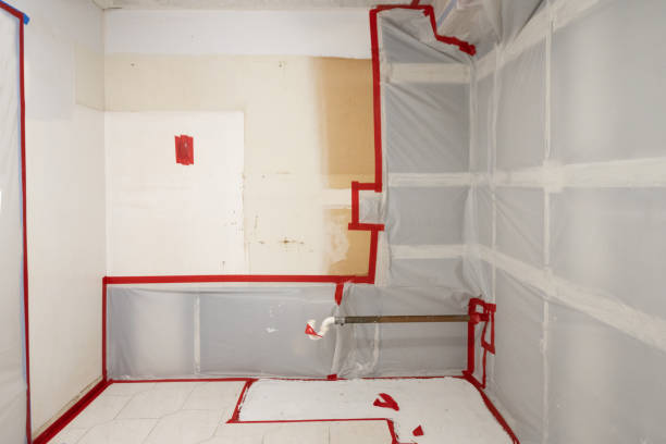 Best Basement Mold Removal  in Arlington, MN