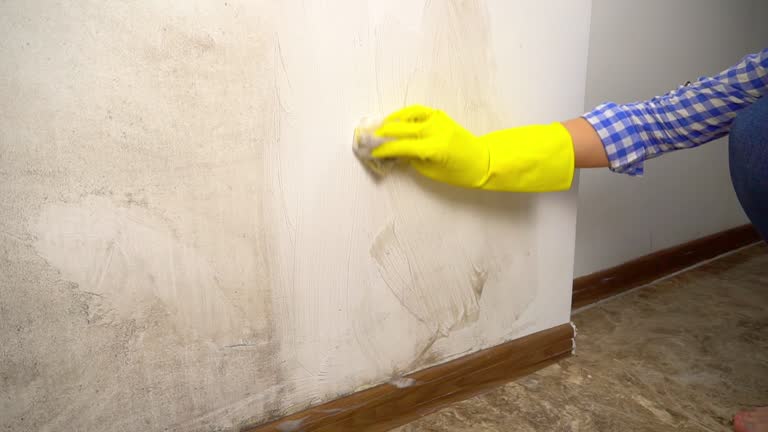 Best Mold Damage Restoration  in Arlington, MN