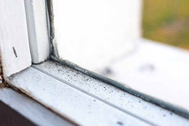 Best Industrial Mold Remediation  in Arlington, MN