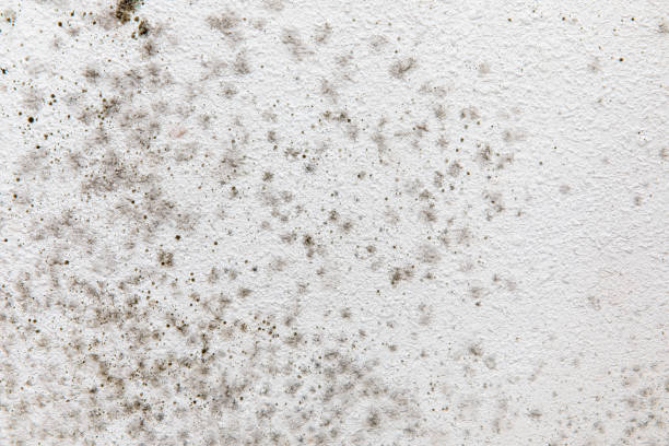 Best Commercial Mold Inspection  in Arlington, MN