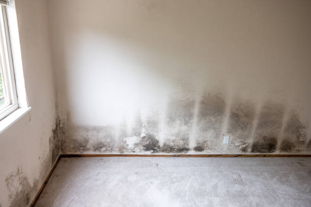 Best Airborne Mold Testing  in Arlington, MN